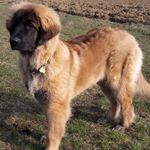 Bruno (Antonio Vigos), Hellbraun Halsband